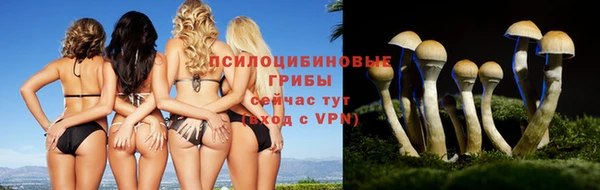 крисы Аркадак